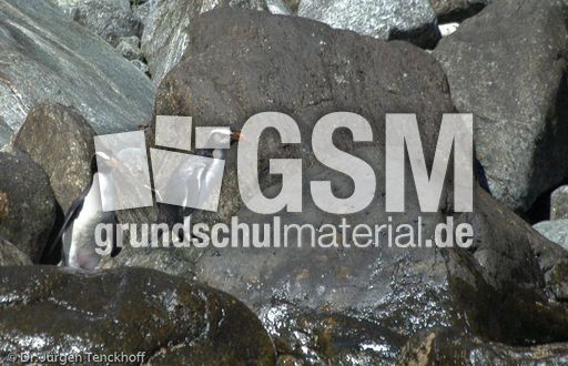 Dickschnabelpinguin (21 von 45).jpg